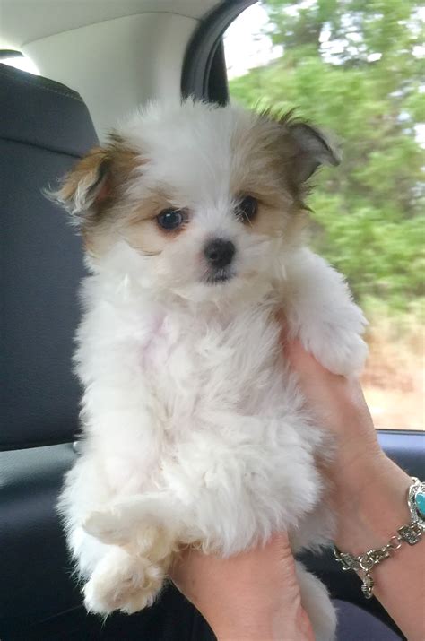 Maltipom Designer Breed .